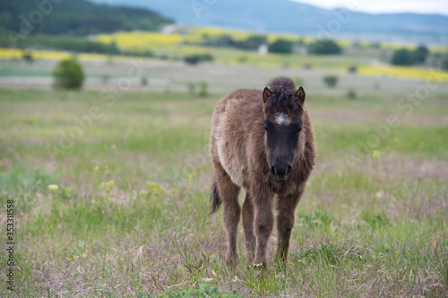 Pony colt grazing in a meadow. Little furry pony