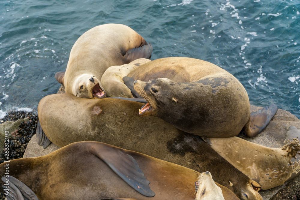 Fototapeta premium Pacific sea lions sitting on coastal rock jetty