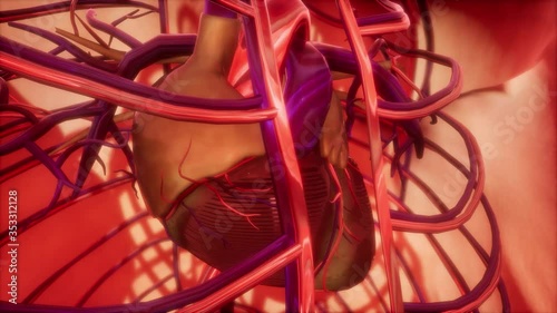 human circulatory system and heart photo