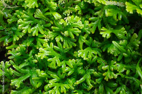 green Fern in tropical garden