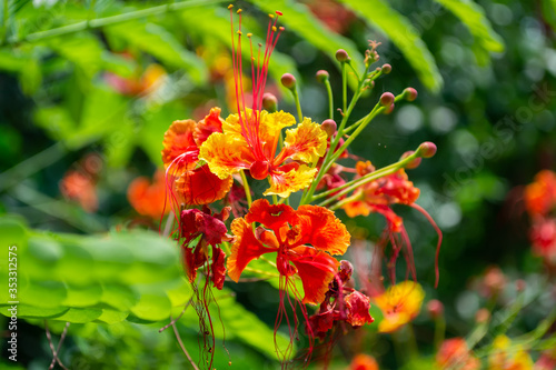 red Flame Tree or Royal Poinciana Tree with bokeh green leaf background