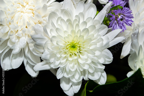 close up white flower om black background