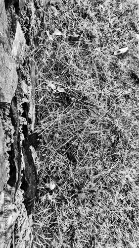 black and white view of dry grass