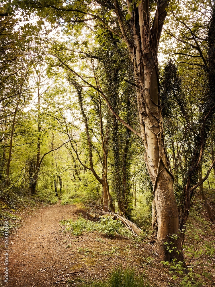 Mature trees in a rural British forest during golden hour with a warm glow. Natural treescape. Scenic woodland trail with path leading through ominous and dense trees