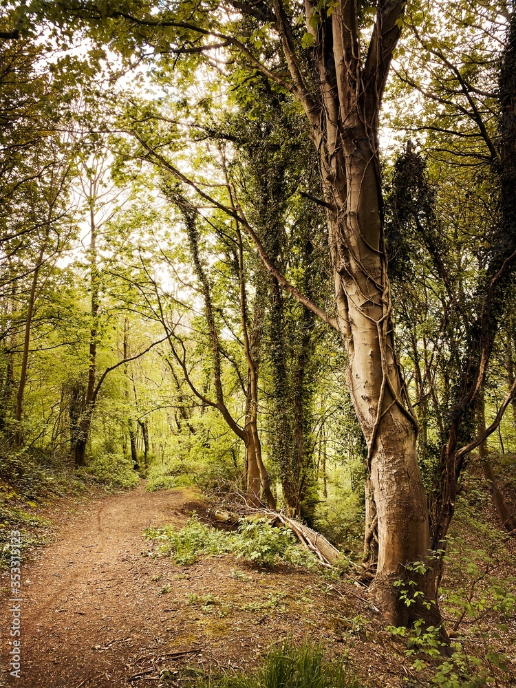 Mature trees in a rural British forest during golden hour with a warm glow. Natural treescape. Scenic woodland trail with path leading through ominous and dense trees Mature trees in a rural British forest during golden hour with a warm glow. Natural treescape. Scenic woodland trail with path leading through ominous and dense trees
