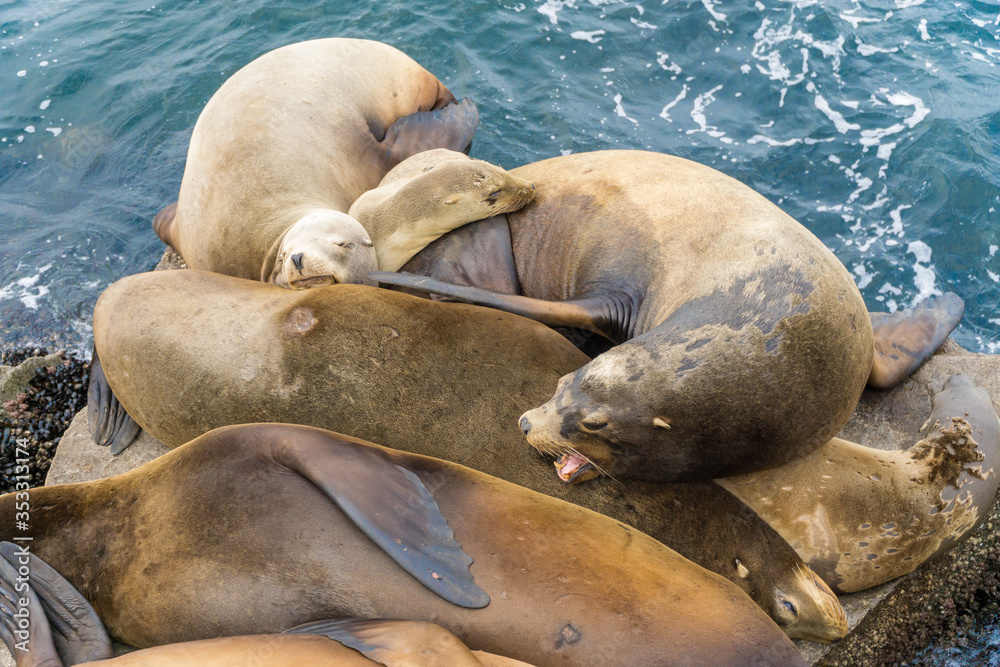 Obraz premium Pacific sea lions sitting on coastal rock jetty cuddling in a group on the rocks