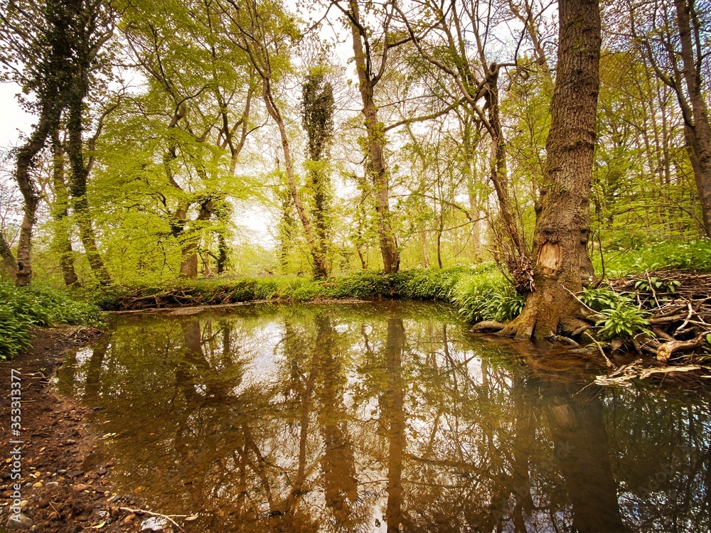 Mature trees in a rural British forest during golden hour. Scenic woodland trail along the banks of a small stream. Beauty in nature. Twisted trunks on riverbank Mature trees in a rural British forest during golden hour. Scenic woodland trail along the banks of a small stream. Beauty in nature. Twisted trunks on riverbank