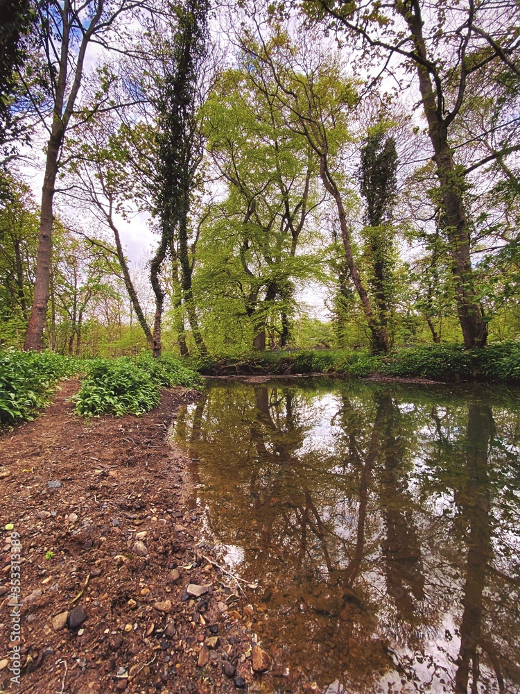 Mature trees in a rural British forest during golden hour. Scenic woodland trail along the banks of a small stream. Beauty in nature. Twisted trunks on riverbank Mature trees in a rural British forest during golden hour. Scenic woodland trail along the banks of a small stream. Beauty in nature. Twisted trunks on riverbank