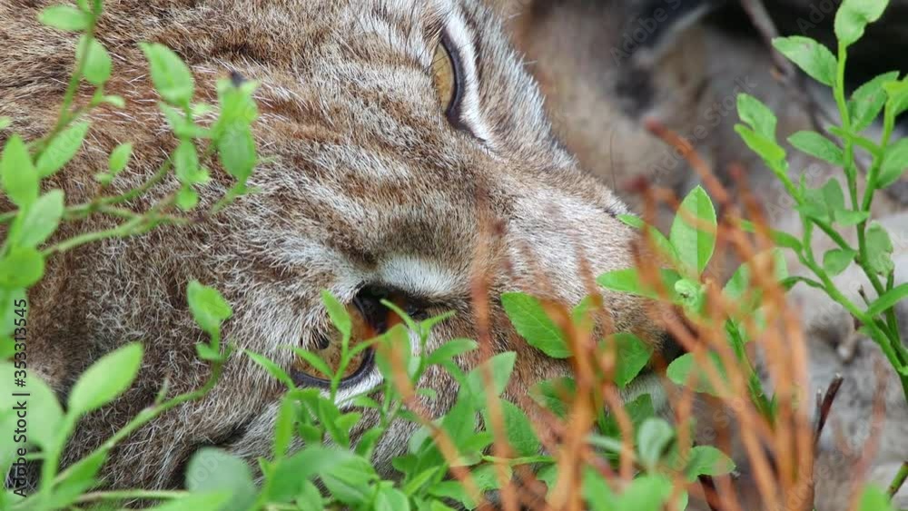 close up view lynx animal laying on ground details head eyes close up view lynx animal laying on ground details head eyes