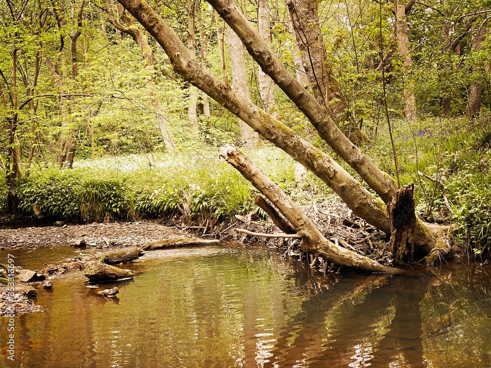 Mature trees in a rural British forest during golden hour. Scenic woodland trail along the banks of a small stream. Beauty in nature. Twisted trunks on riverbank Mature trees in a rural British forest during golden hour. Scenic woodland trail along the banks of a small stream. Beauty in nature. Twisted trunks on riverbank