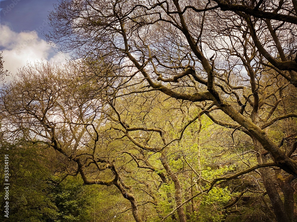 Low angle view rural British forest. With ominous and abstract tree trunks creating silhouettes with crooked branches and early spring foliage. Low angle view rural British forest. With ominous and abstract tree trunks creating silhouettes with crooked branches and early spring foliage.