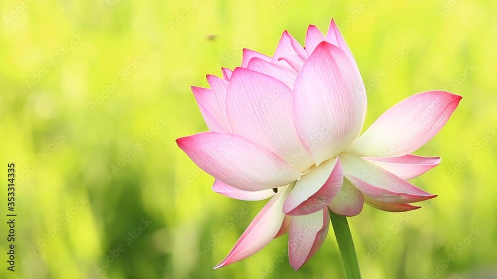 Pink lotus in pond , outdoor Chiangmai Thailand Pink lotus in pond , outdoor Chiangmai Thailand