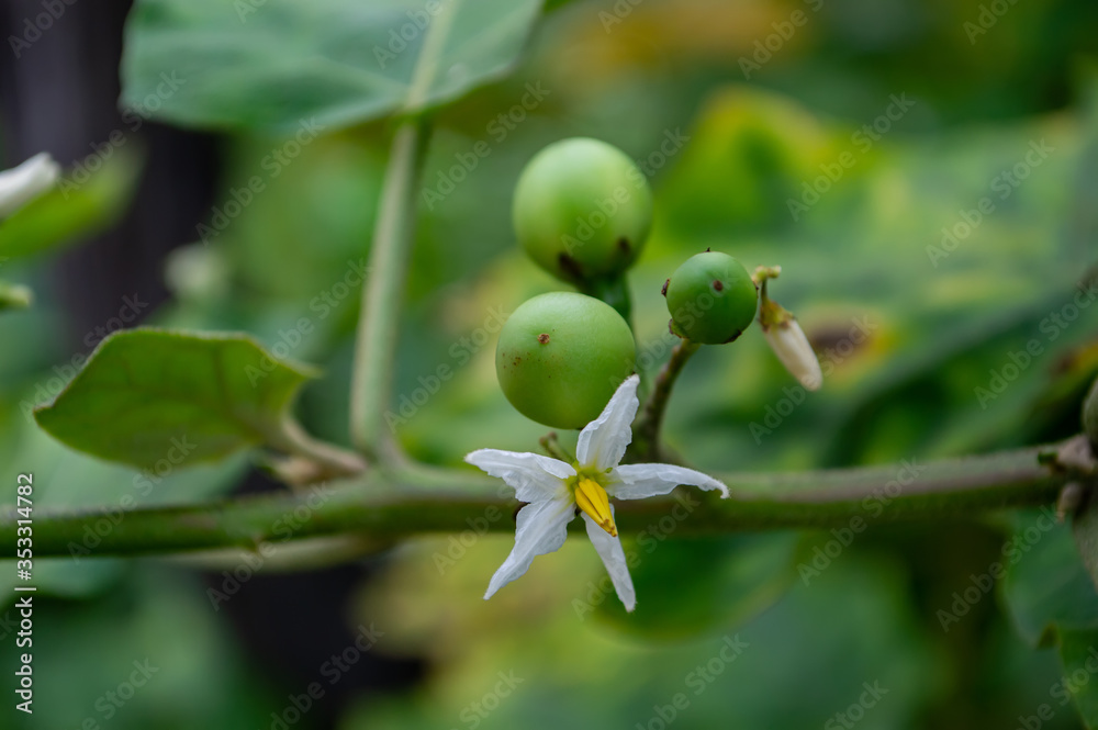Fototapeta premium white Eggplant flower and fruit it plant herb