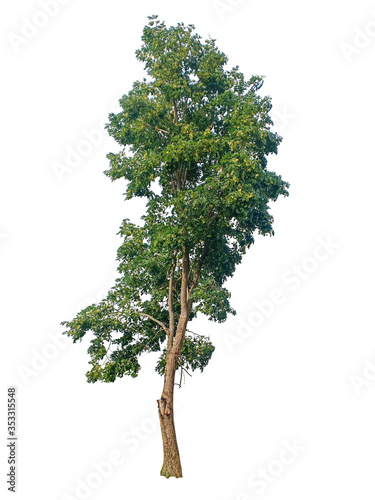 Tall bush green leaves of tree isolated on white background.