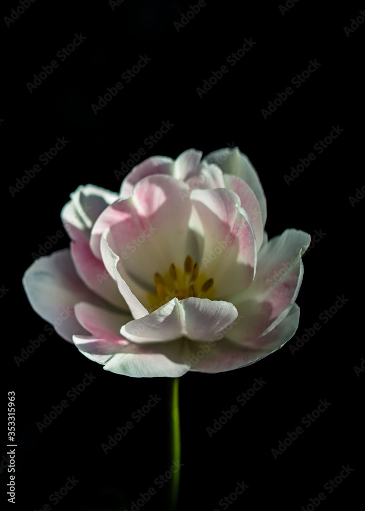 white and pink flower in bloom white and pink flower in bloom