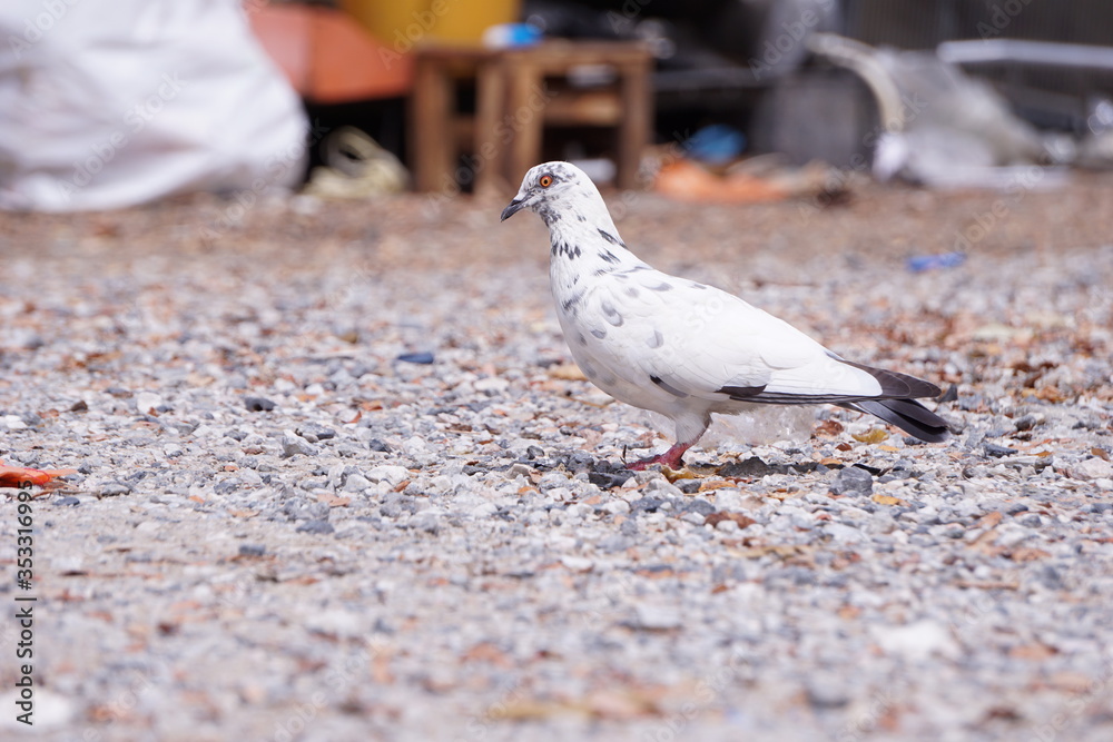 White pigeon standing on the ground White pigeon standing on the ground