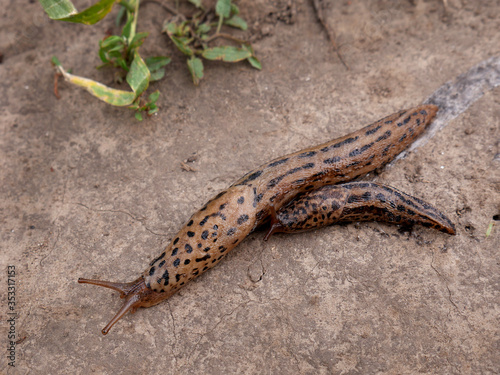 A closeup of Slugs Limax maximus, biggest slugs. Two of Leopard slugs on a garden path. photo