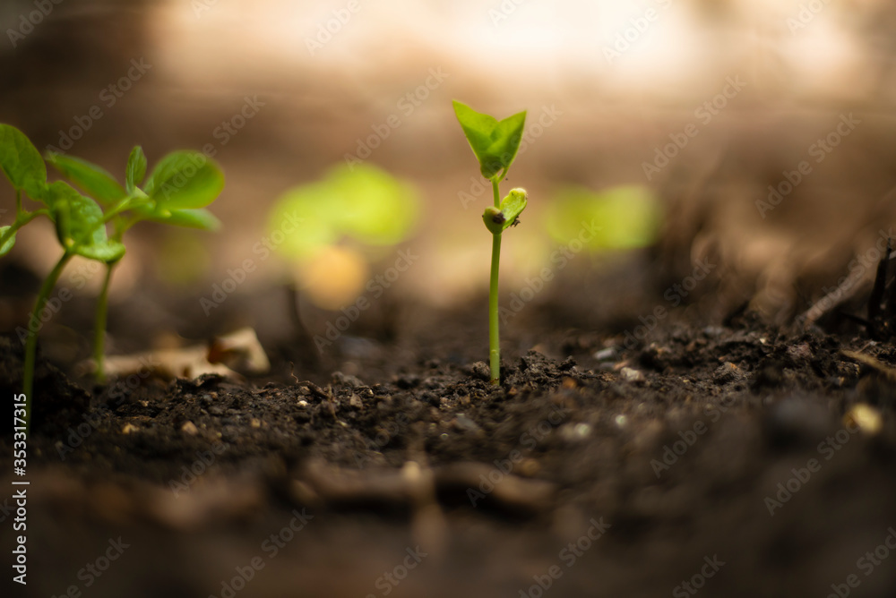 Fototapeta premium young plant in the ground