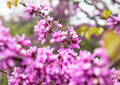 Spring blooming purple tree. Vibrant pinks from a Redbud tree in full bloom.