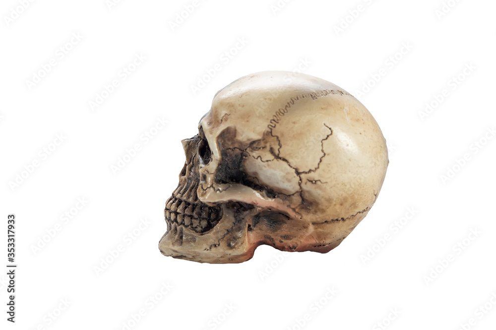 side view skull isolated on white background side view skull isolated on white background