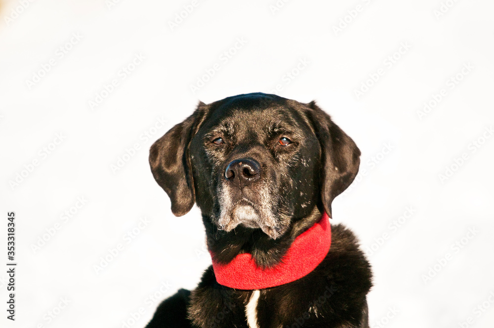 Labrador-Portrait mit weißem Hintergrund