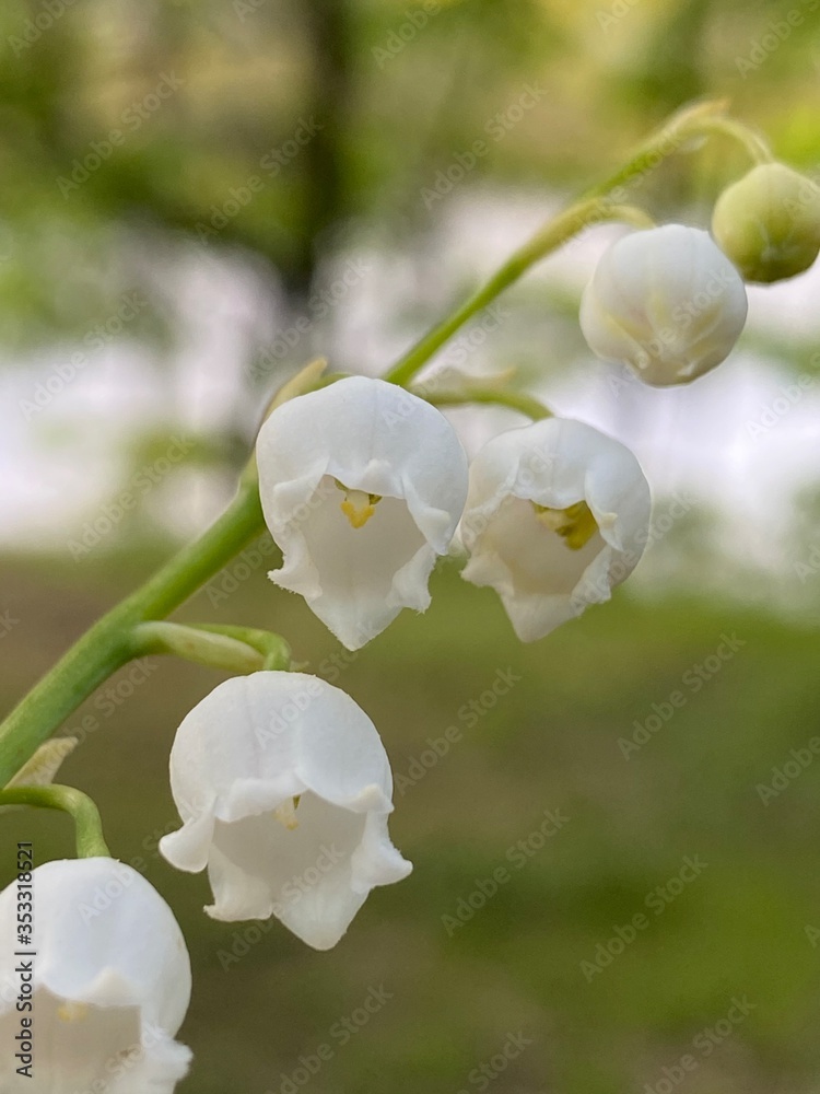 Obraz premium apple tree blossom