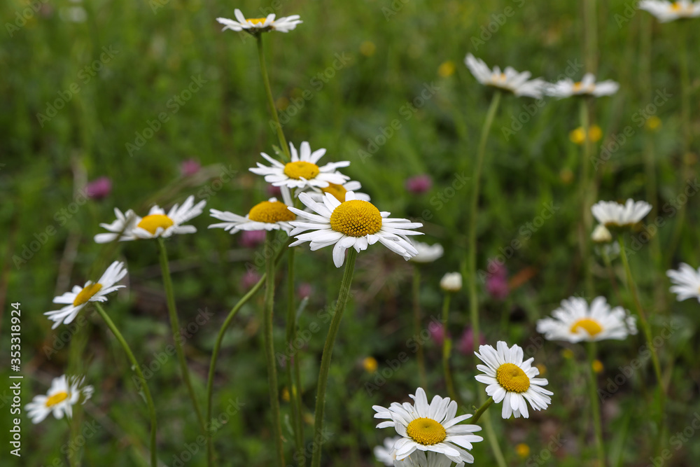 A group of white daisies in the meadow A group of white daisies in the meadow