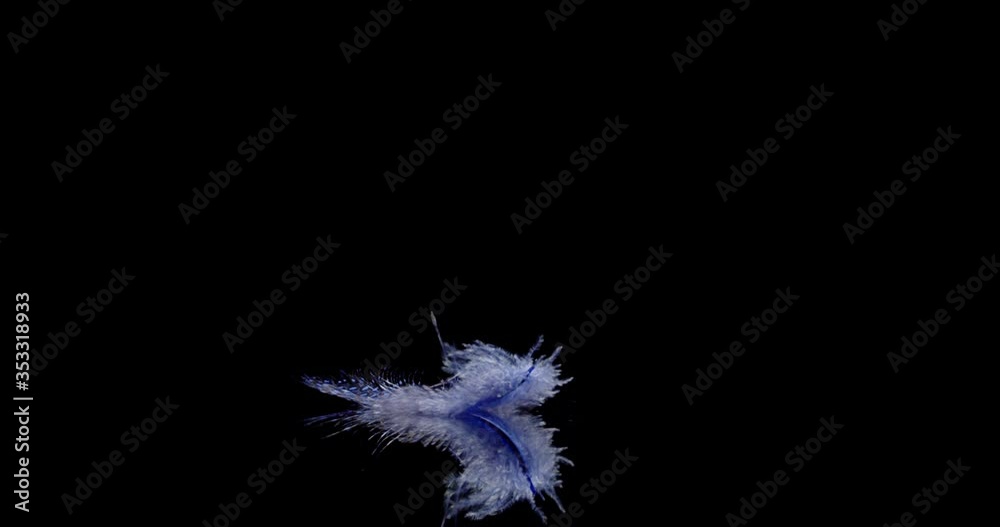 blue feather falling down slowly on a black background.