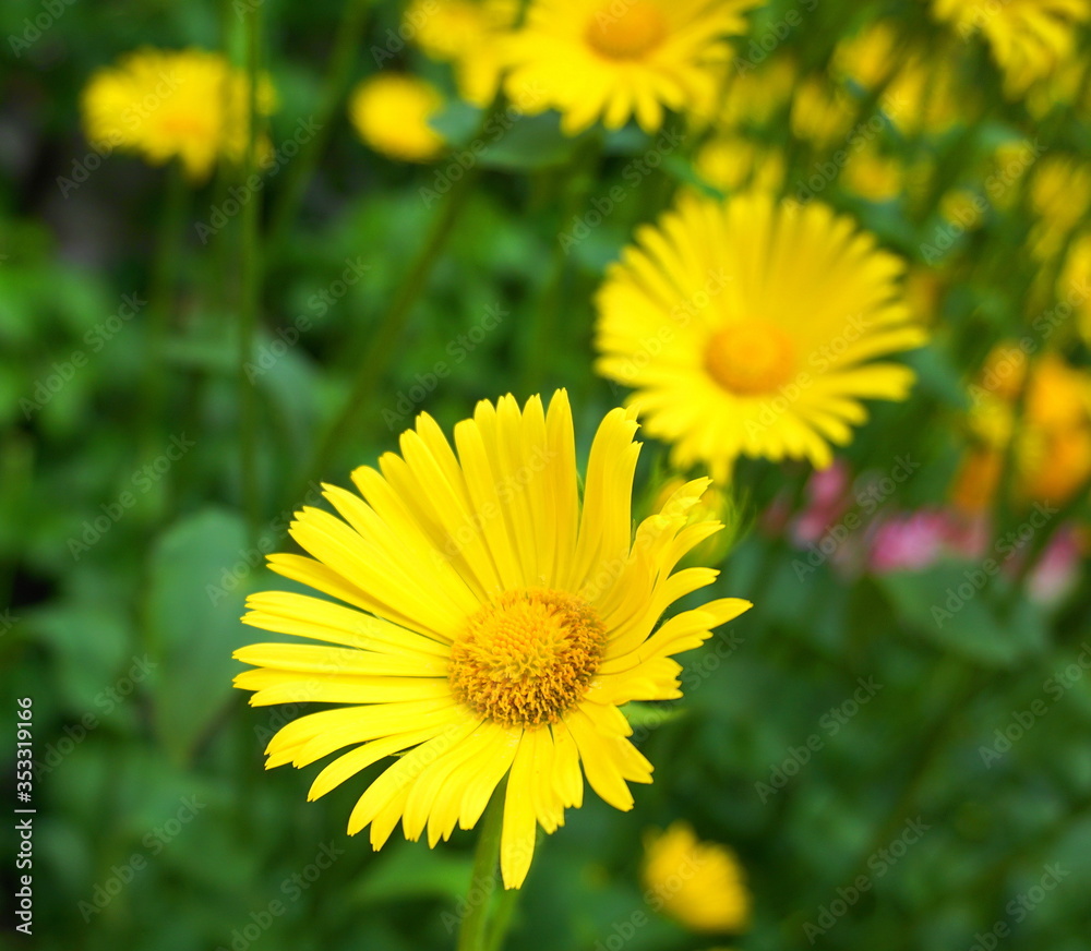 Doronicum orientale yellow flower close up. Also known as leopard's bane flowers. Doronicum orientale yellow flower close up. Also known as leopard's bane flowers.