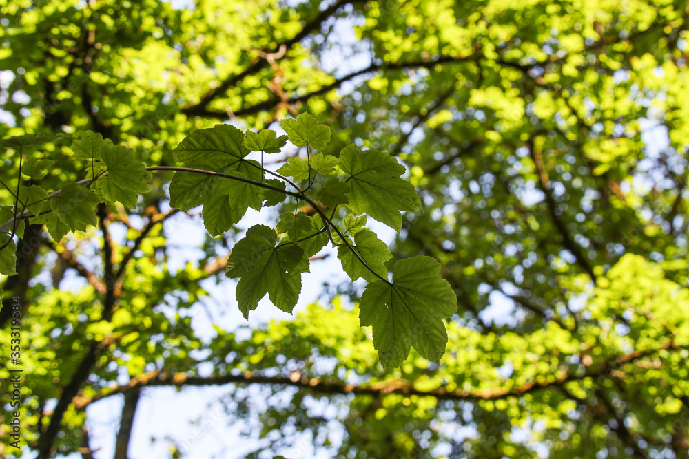 Fototapeta premium Young green leaves in the forest in spring