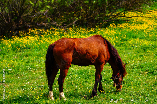 brown horse feeding on the grass. A horse grazing in the meadow.
