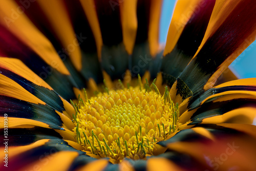 Gazania flowerhead from South Africa