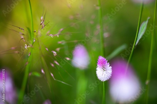 Isolated Pink and White flower against Green Background