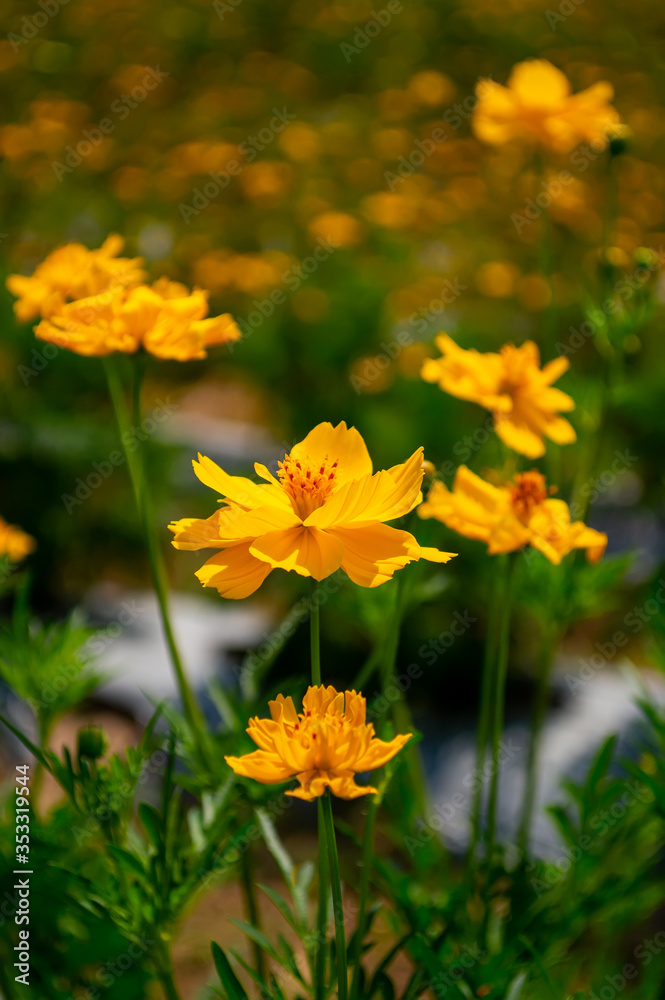 Obraz premium yellow cosmos flower in field