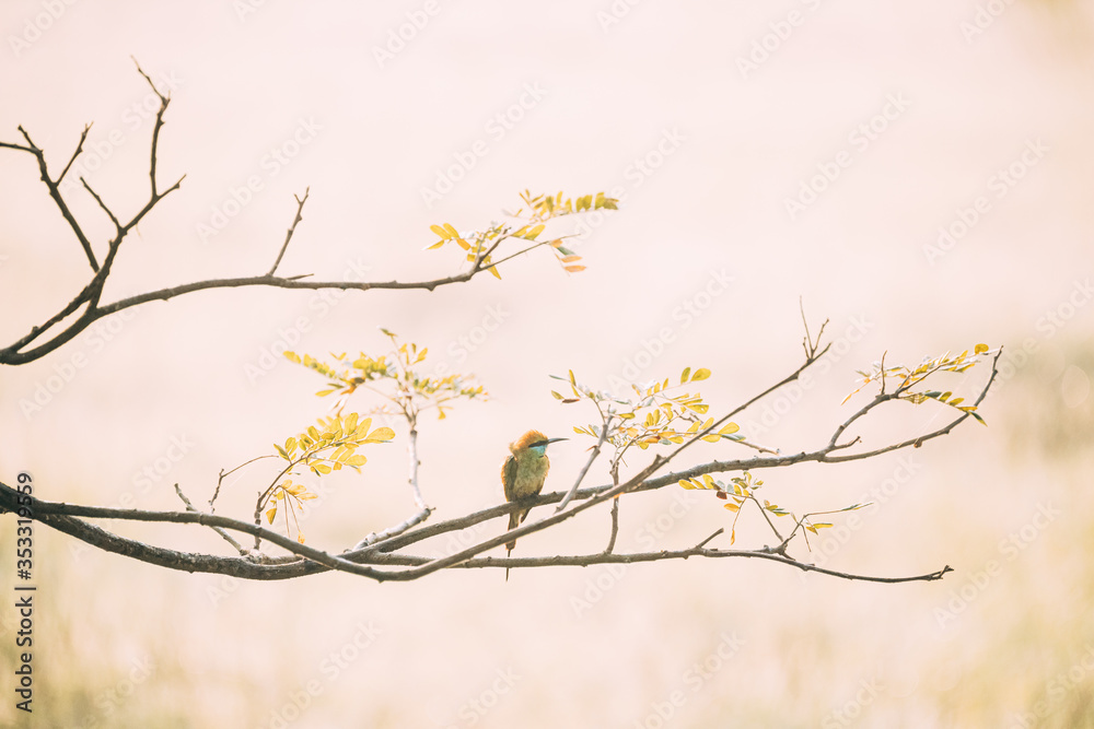 Goa, India. Green Bee-eater Bird Sitting On Branch Of Tree On Blerred Yellow Background