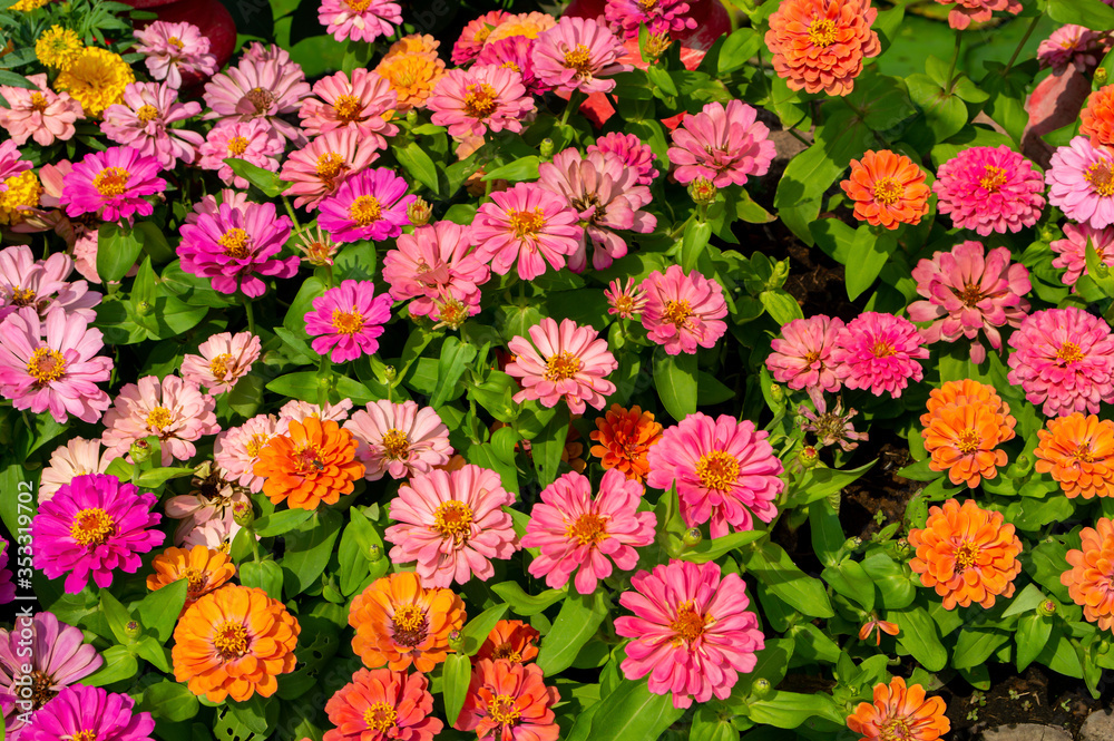 colorful Zinnia flower in garden colorful Zinnia flower in garden