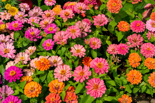 colorful  Zinnia flower in garden