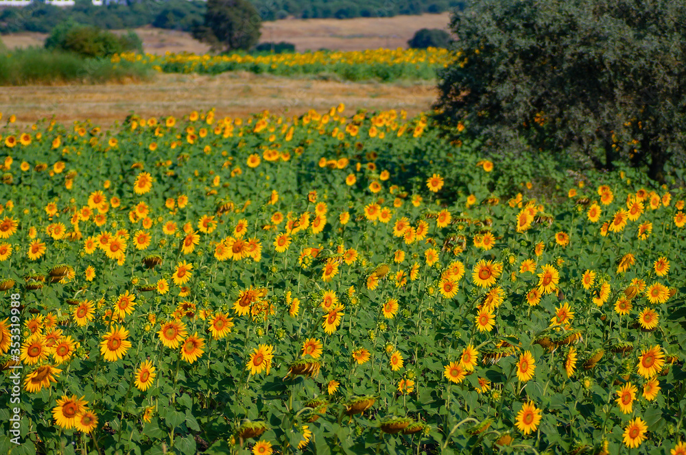 Sunflower field and nature in a sunny day.