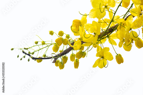 close up yellow Golden shower ,Cassia fistula flower isolated on white background