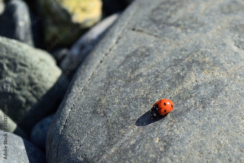 ladybug (Coccinellidae) on the grey stone at Kipos beach, Samothraki island, Greece, Aegean sea ladybug (Coccinellidae) on the grey stone at Kipos beach, Samothraki island, Greece, Aegean sea