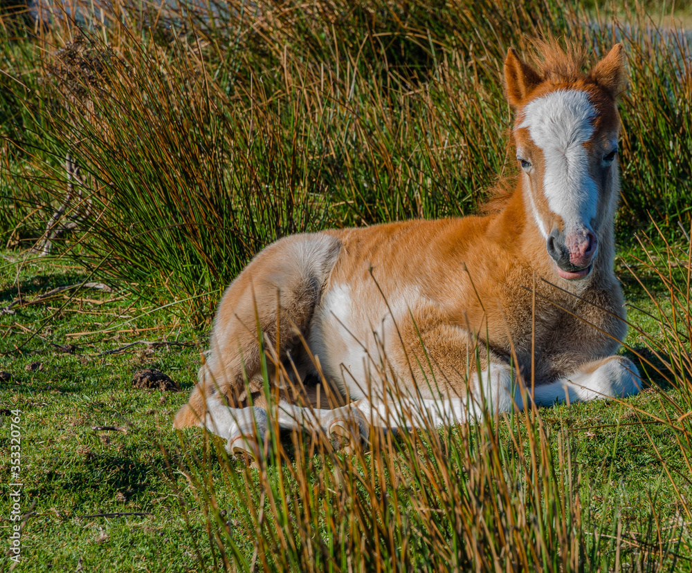 Fototapeta premium Young wild pony enjoying the spring sunrise on the Long Mynd in Shropshire