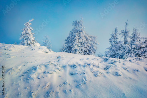 Astonishing morning view of mountain forest. Attractive outdoor scene with fir trees covered of fresh snow. Captivating winter landscape. Happy New Year celebration concept.
