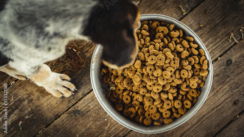kibbles dry food with puppy eating photo