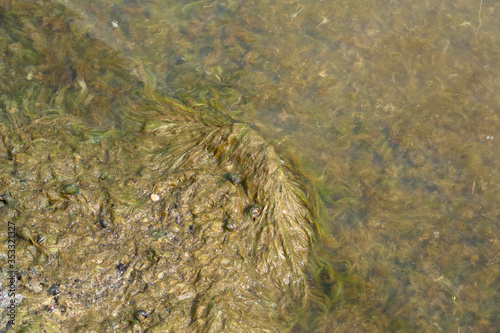 mud and algae with shells of snails