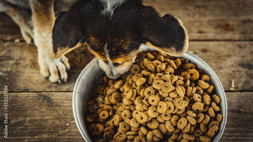croquetas dog food with puppy