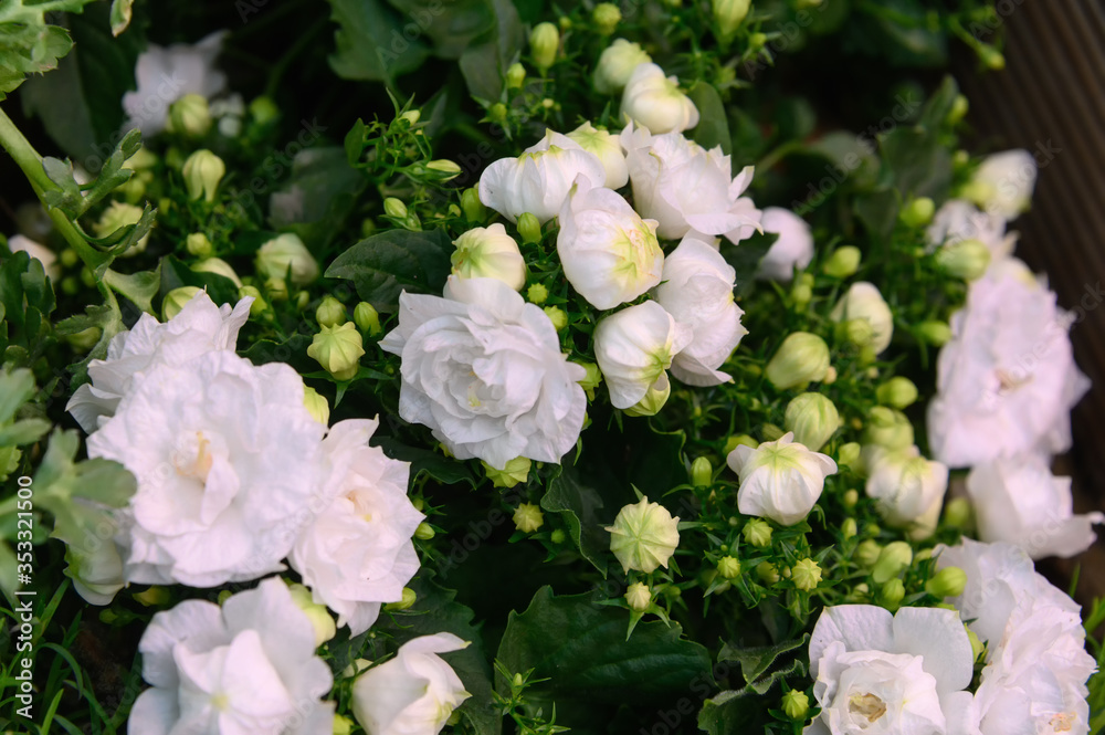 Beautiful white garden roses close-up. Natural background of white garden roses.