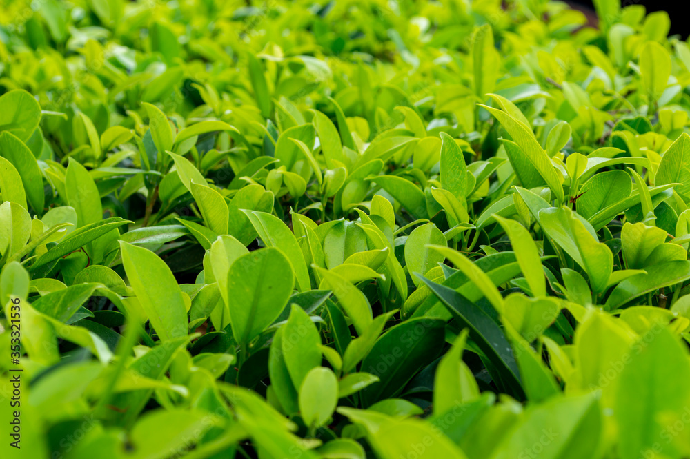 close up green leaf background close up green leaf background
