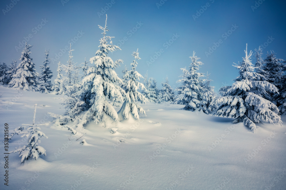Perfect morning view of mountain forest. Mystical outdoor scene with fir trees covered of fresh snow. Beautiful winter landscape. Happy New Year celebration concept.