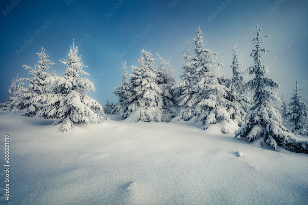 Spectacular morning view of mountain forest. Stunning outdoor scene with fir trees covered of fresh snow. Beautiful winter landscape. Happy New Year celebration concept.