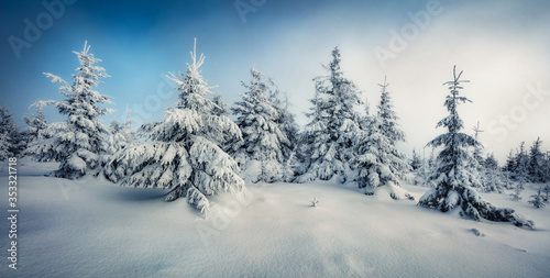 Panoramic morning view of mountain forest. Splendid outdoor scene with fir trees covered of fresh snow. Beautiful winter landscape. Happy New Year celebration concept.